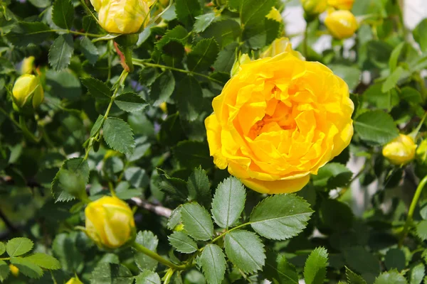 Gelbe Rose im Garten — Stockfoto