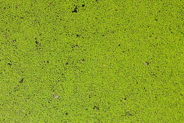 Grüner Wasserlinsenhintergrund — Stockfoto