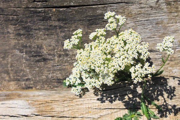 Λευκό yarrow λουλούδια σε φόντο ξύλινη — Φωτογραφία Αρχείου