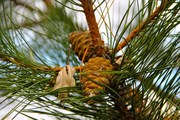Cono de pino marrón en una rama — Foto de Stock
