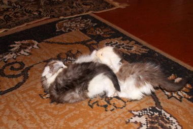 birlikte oynayan iki küçük yavru kedi