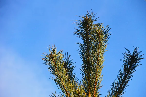 Rama de pino contra el cielo azul — Foto de Stock