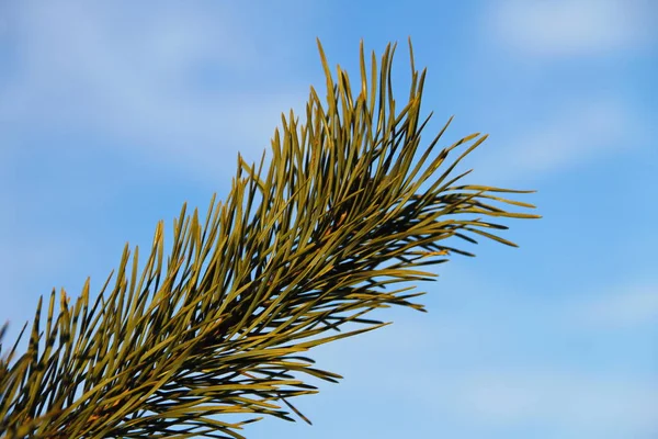 Pine tree branch against blue sky — Stock Photo, Image