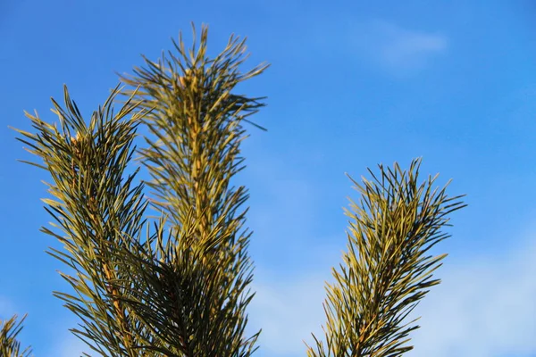 Pine tree branch against blue sky — Stock Photo, Image