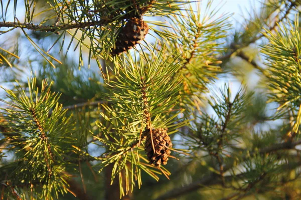 Brown pine cone on branch — Stock Photo, Image