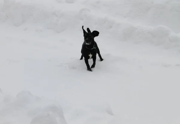 雪上的小黑狗 — 图库照片