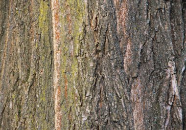 Ağaç kabuğu dokusu