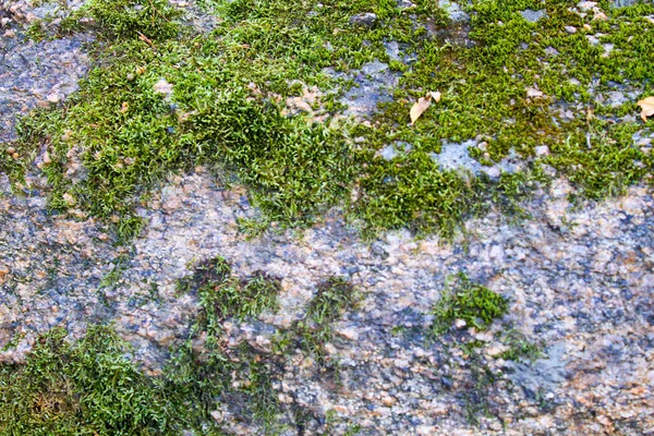 Green moss on the stone