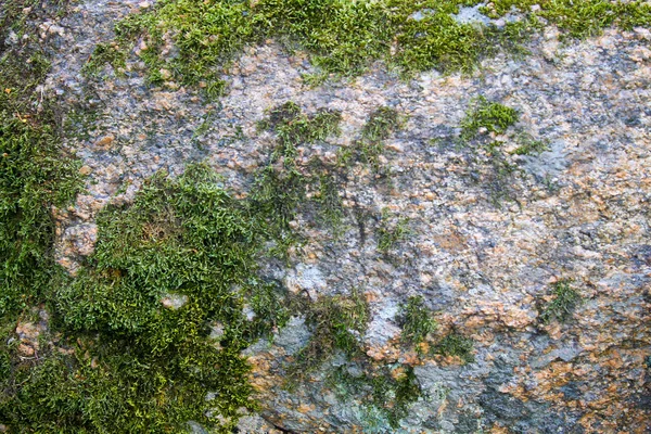 돌 위에 있는 초록색 이끼 — 스톡 사진