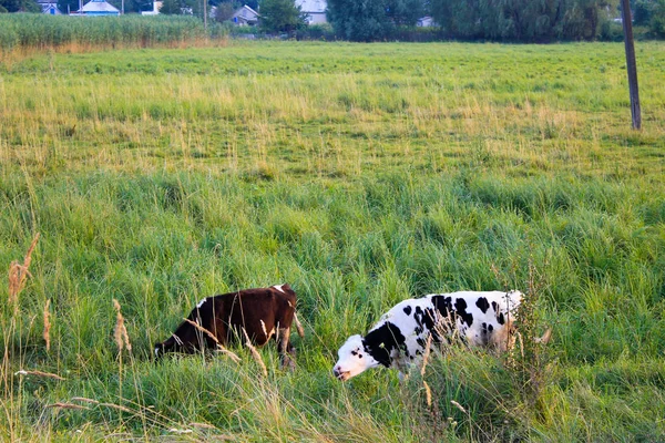 Корови на пасовищі — стокове фото
