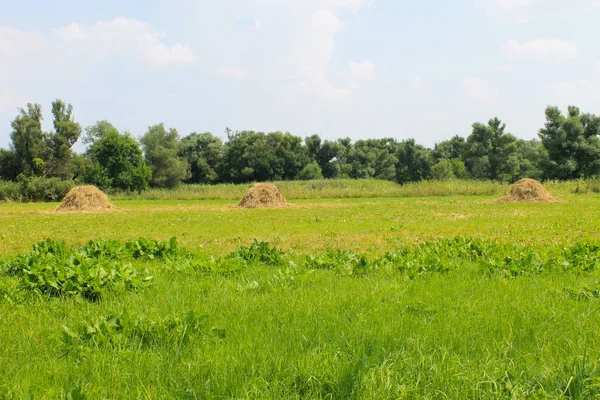 Haystacks sur la prairie — Photo