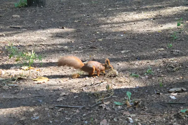 Őszi Park mókus — Stock Fotó