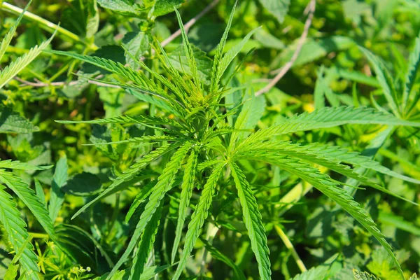 Cannabis (maconha) planta — Fotografia de Stock