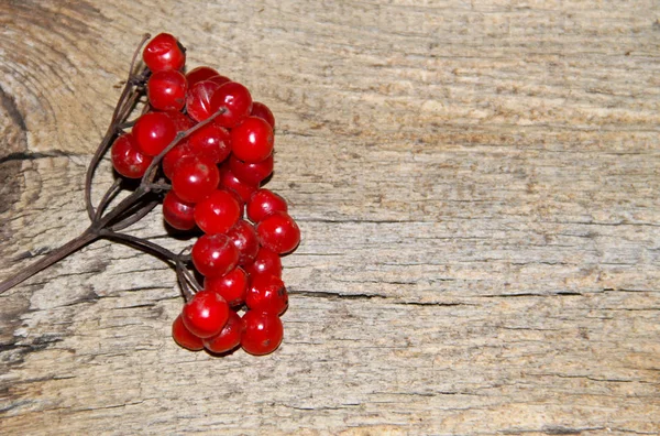 Frutas vermelhas viburnum no fundo de madeira — Fotografia de Stock