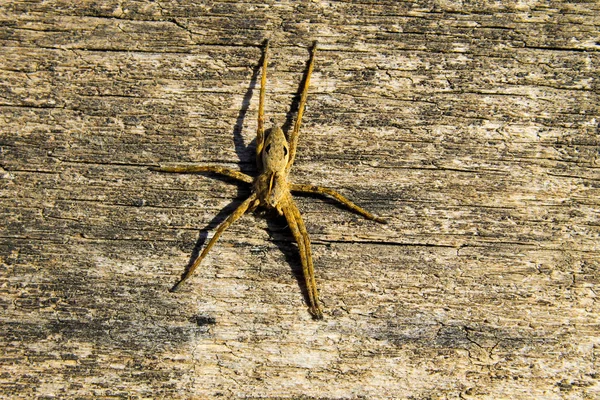 Pavouk na dřevěné pozadí — Stock fotografie