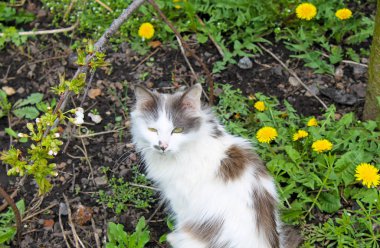 Bahar çayır üzerinde genç kedi