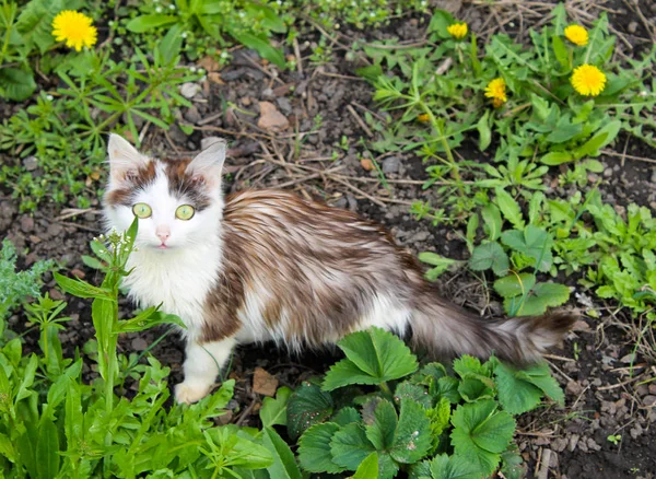 Young cat on the spring meadow — Stock Photo, Image