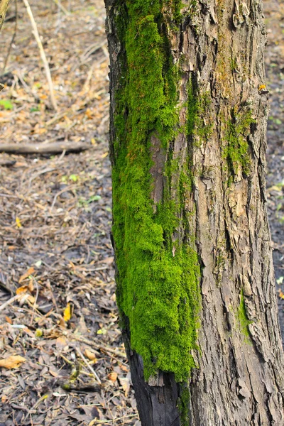 Grön mossa på en trädbark — Stockfoto