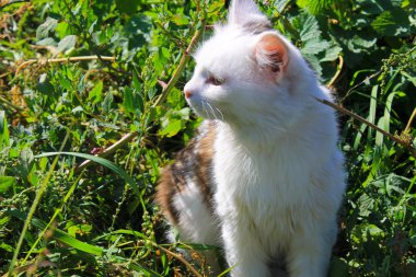 Kedi yeşil çimlerde oturuyor.