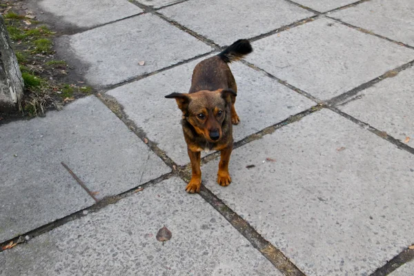 Cão sem-teto em um parque — Fotografia de Stock