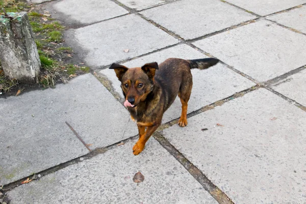 Obdachloser Hund in einem Park — Stockfoto