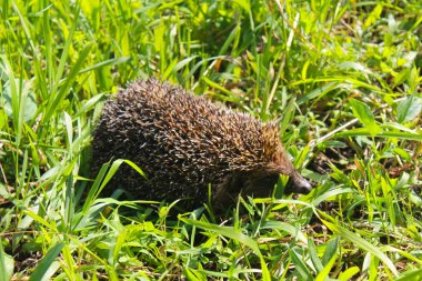 Yeşil çimlerde kirpi