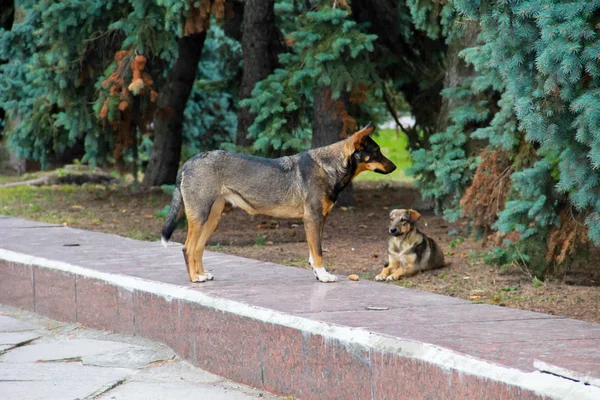 Бездомная собака в парке — стоковое фото