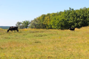çayır üzerinde inek