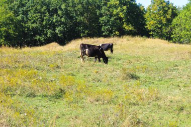 çayır üzerinde inek