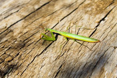 peygamber devesi (mantis bileğinde)