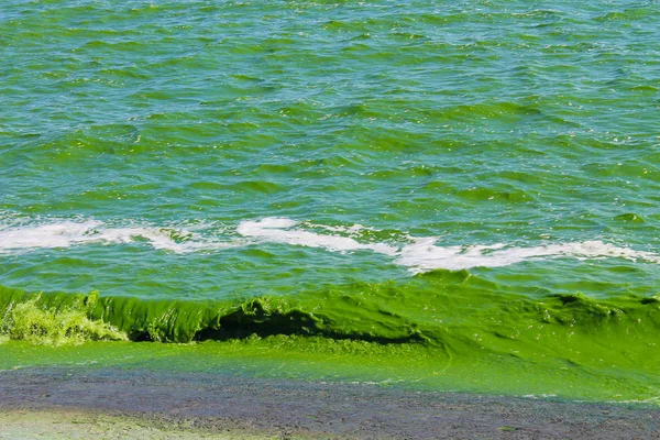 Groen water in bloei — Stockfoto