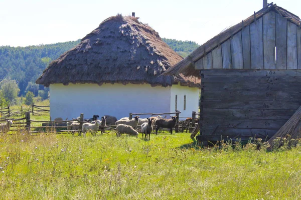 Вівці біля старого сараю — стокове фото