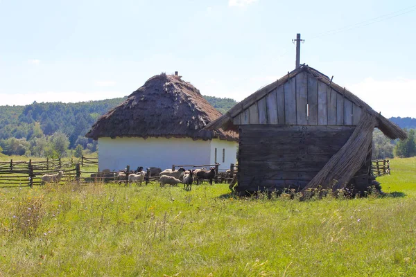 Sheep near an old barn