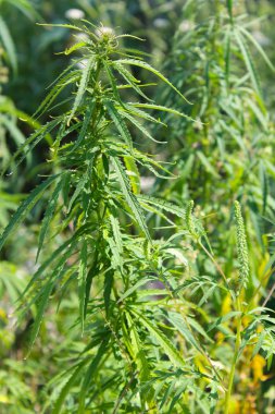 Esrar (kenevir) bitki