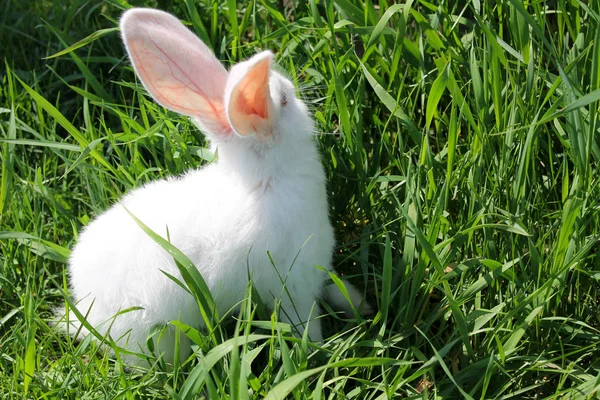 Bílý králík v zelené trávě — Stock fotografie