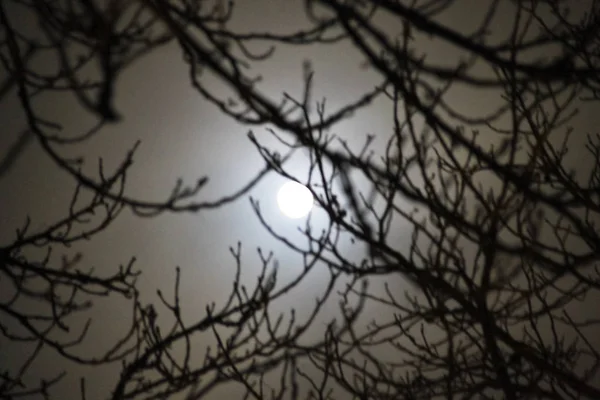 Lua cheia brilhando através de nuvens e árvores — Fotografia de Stock