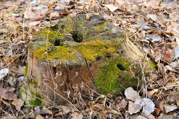 Stubbe med mossa i skogen — Stockfoto