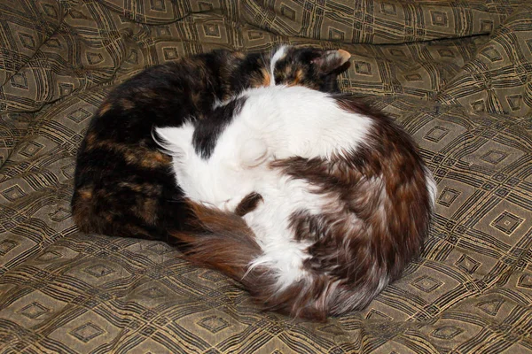 Dois gatos dormindo na cama — Fotografia de Stock
