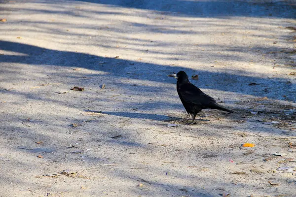 Corbeau noir sur la route — Photo
