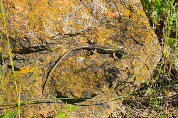 Lagarto en una piedra — Foto de Stock