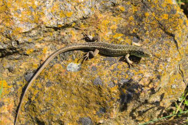 kertenkele üzerine bir stone