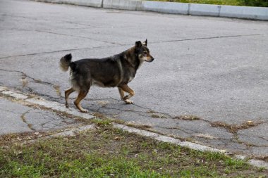 Bir parkta evsiz köpek