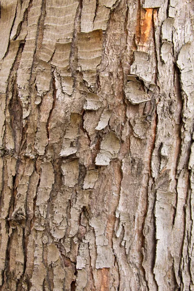 Textura da casca da árvore — Fotografia de Stock