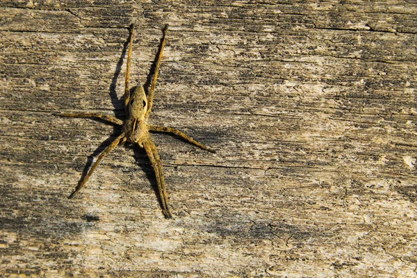 Αράχνη σε φόντο ξύλινη — Φωτογραφία Αρχείου