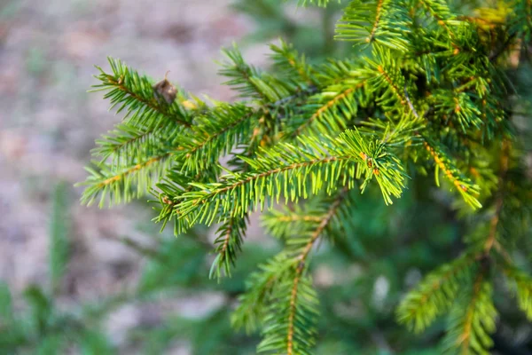 Grüne Fichtennadeln auf einem Zweig — Stockfoto