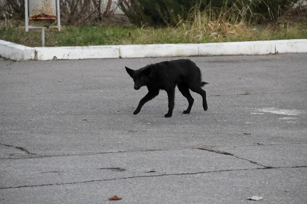 Чёрная бездомная собака в городском парке — стоковое фото