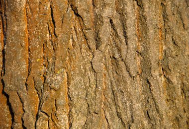 Ağaç kabuğu dokusu