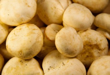 arka plan taze mantar