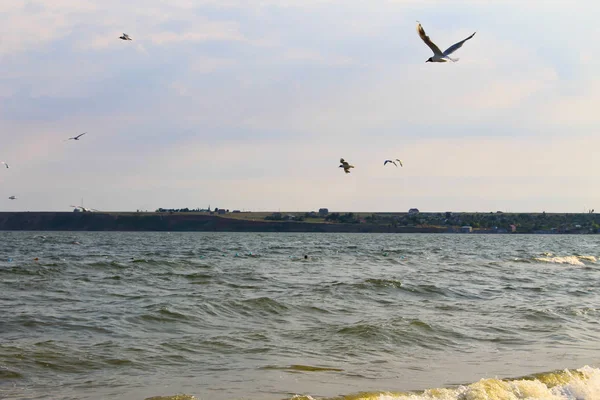 Seagulls flying over sea — Stock Photo, Image
