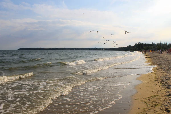 Seagulls latania nad morze — Zdjęcie stockowe
